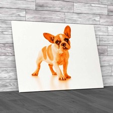 Adorable French Bulldog Puppy