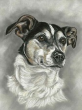 Jack russell terrier dog - russell,