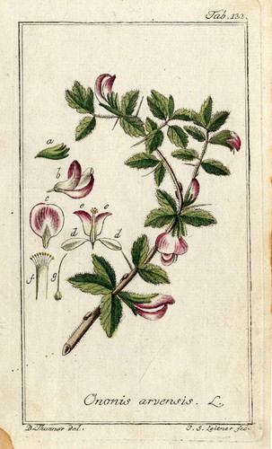 Antique botanical - antique,