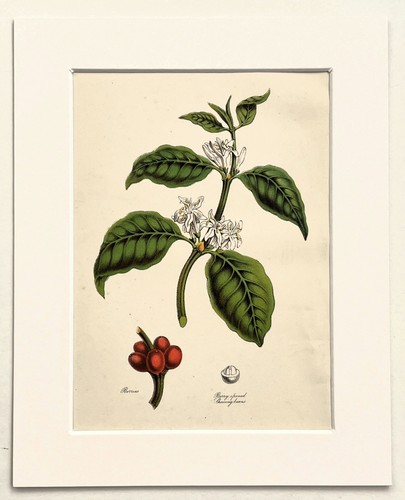 Coffee plant botanical - plant,
