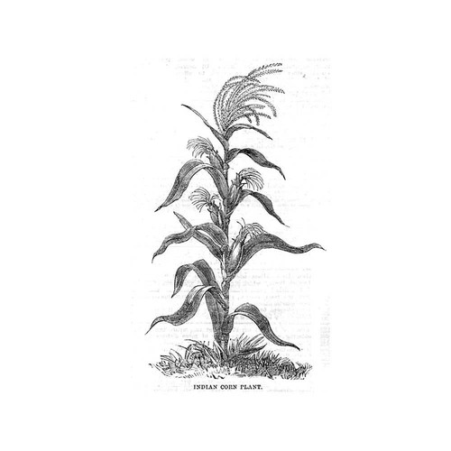 Indian corn plant - corn,