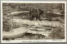 Brown Bear, Whipsnade Park Zoo Dunstable Bedfordshire 1930’s Vintage Postcard