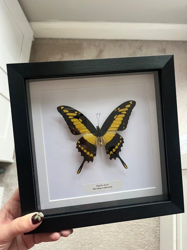 King swallowtail taxidermy - king,