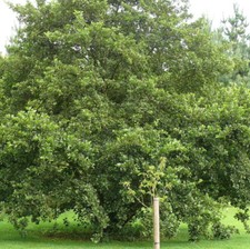 20 Common Alder Hedging,Alnus