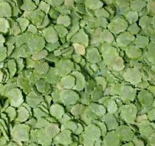 Micronized FLAKED PEAS Dried