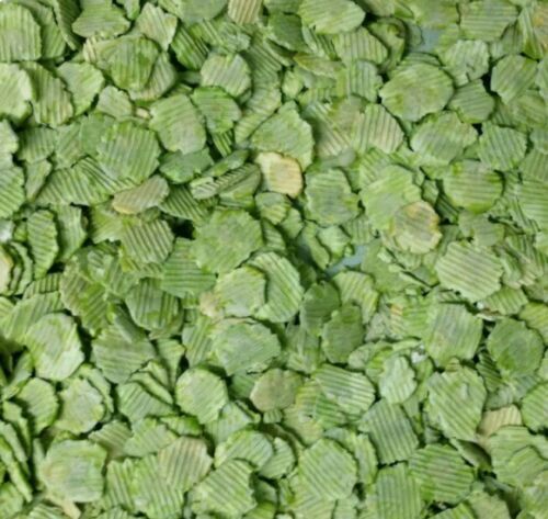 Micronized flaked peas dried - peas,