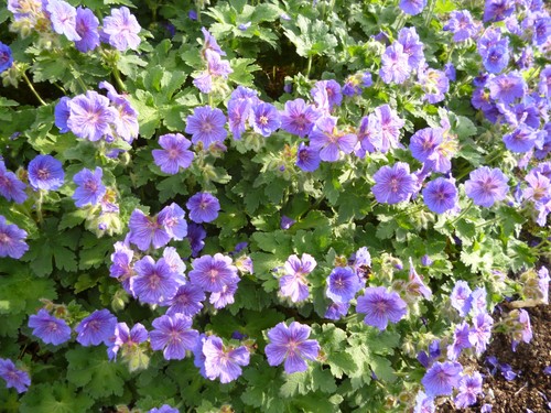 Hardy blue geranium - 3,