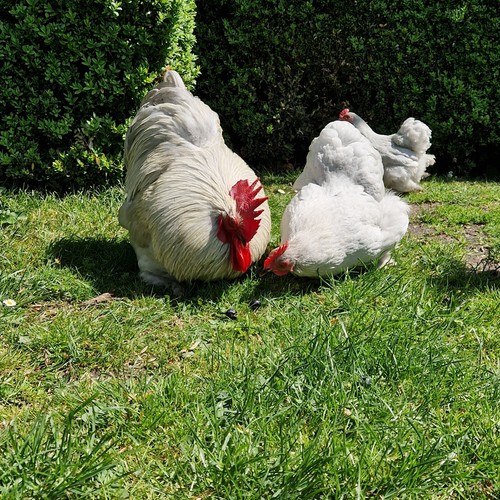 Lavender pekin bantam he - x, 6
