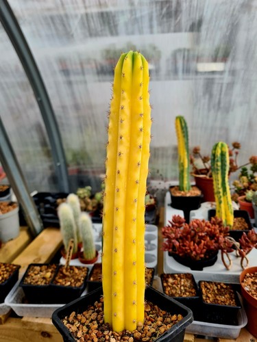 Echinopsis tcp variegated - echinopsis,