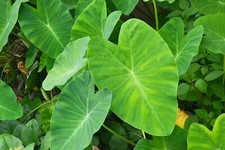 Colocasia Esculenta 'Rubra'