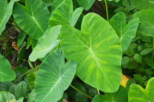 Colocasia esculenta rubra - colocasia,