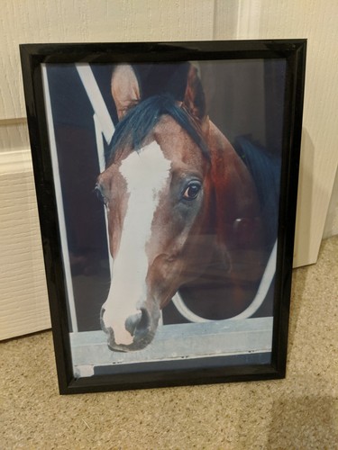 Shergar print horse - horse, a4