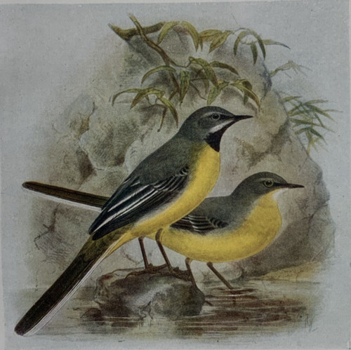 Grey wagtail birds of - grey,