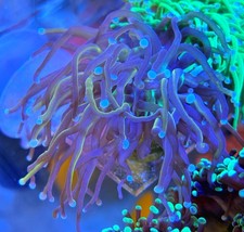 Extra Large New York Knicks Torch LPS Coral *Combine Post*