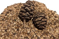 100 giant sequoia - giant,