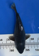 7 INCHES HAJIRO  KOI_ LIVE KOI