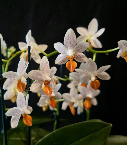 Phalaenopsis mini mark 9cm - phalaenopsis,