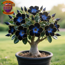 Perennial Adenium-Rare and