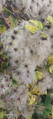 Wild clematis seeds 30 - wild,