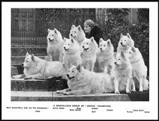 SAMOYED LADY AND MAMED DOGS