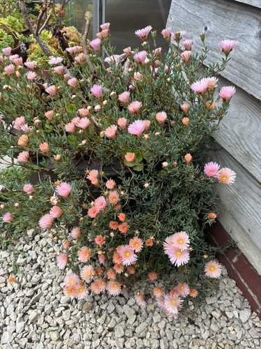 Ice plant pig face lampranthus - ice,