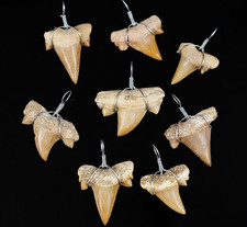 Otodus Shark Tooth Pendant