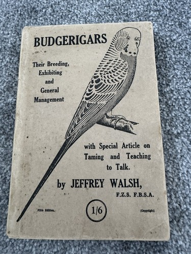 The budgerigar jeffrey - budgerigar,