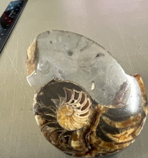Polished natural ammonite - natural,