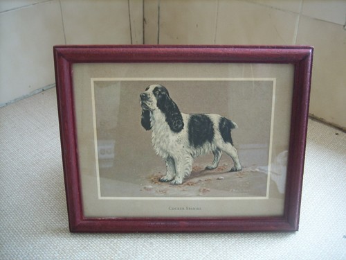 Cocker spaniel framed print - cocker,
