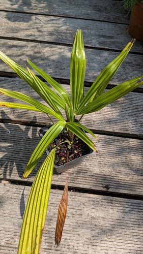 Palm tree plant trachycarpus - tree,