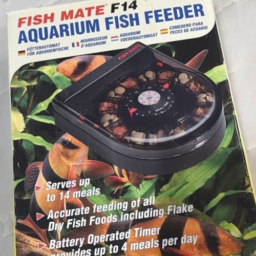 New fish mate - fish,