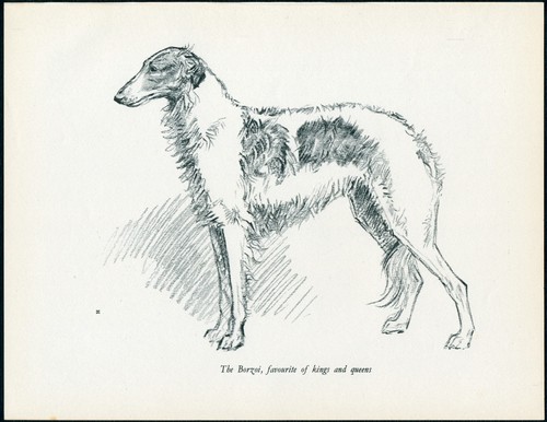 Borzoi vintage 1937 dog art - vintage,