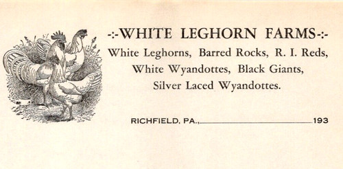 White leghorn farms barred - white,