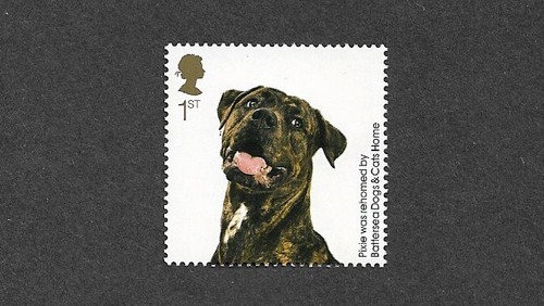 Dogs mongrel battersea - battersea, home