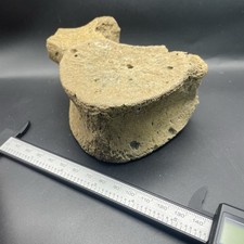 Whale Fossil Vertebrae