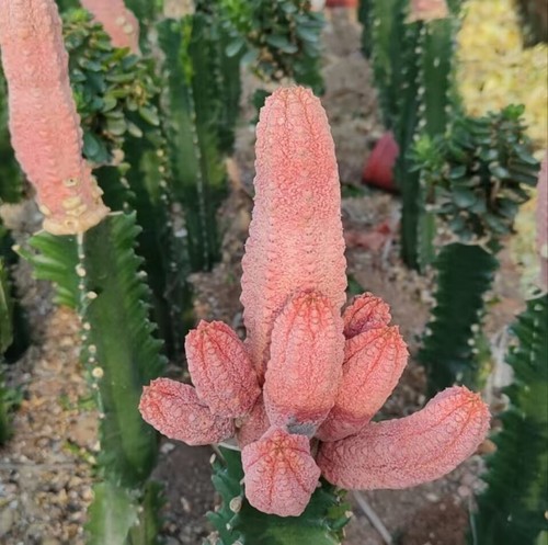 Rare caci live euphorbia - rare,