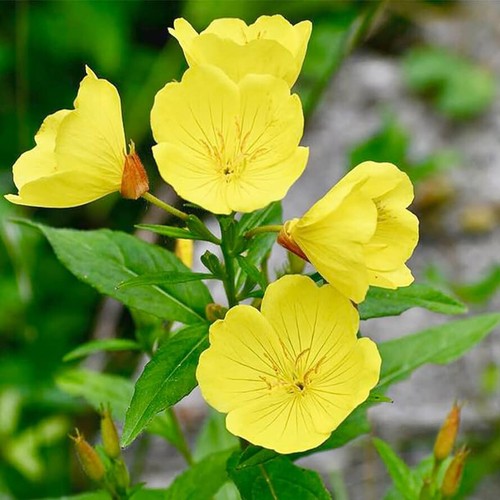 Yellow common evening primrose - common,