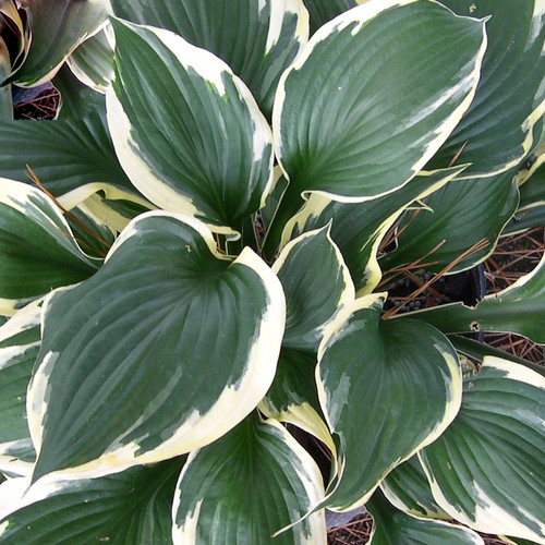 Hosta patriot plantain - patriot,