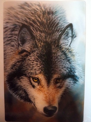 Wolf stare postcard - wolf,