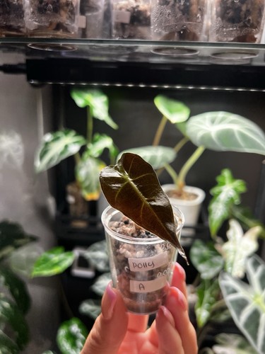 Alocasia polly - alocasia,