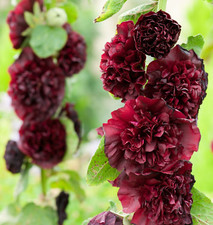 15 Chater's Maroon Double