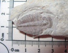 Cambrian Elrathia kingi