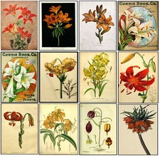 Vintage Botanical Prints LILY FLOWERS A3 A4 wall art home decor plant Posters 