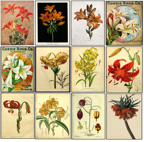 Vintage botanical prints lily - vintage,