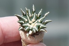Cactus cacti ariocarpus - cactus, cacti: