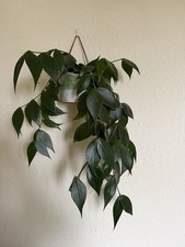 Hoya Polyneura - Cutting