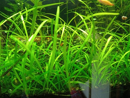 Plants live dwarf - 15,