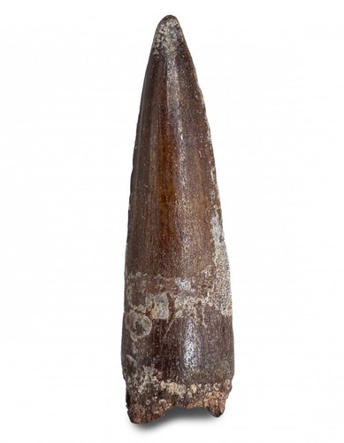 Cretaceous theropod - cretaceous,