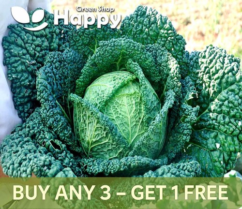 Vegetable seeds cabbage savoy - vegetable,