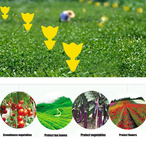 Fruit fly traps - fly, fungus